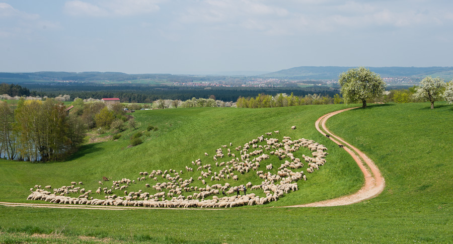Schafe am Sklavenweiher Kalchreuth
